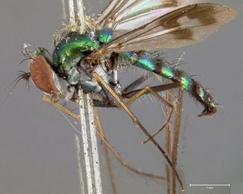 Media type: image;   Entomology 12864 Aspect: habitus lateral view